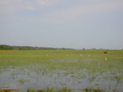 ...while others were more marshy.