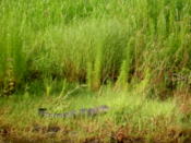 Alligator in the grass