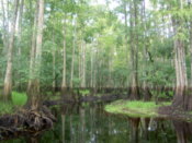 The darker bit of the trees is where the water rose to during flooding within the last year