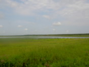 Grassland and river