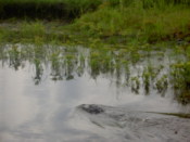 Another alligator, just poking his head up