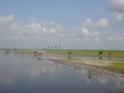 Cattle bathing in the river