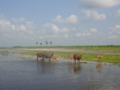 Cattle up close