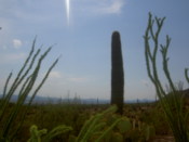 A Saguaro pokes into the air