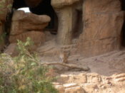 Mountain Lion
