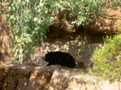 Black bear