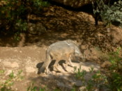 Mexican Wolf