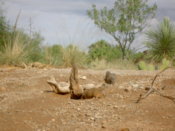 Prairie Dog