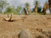 Prairie Dog