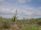 Lots of Saguaro