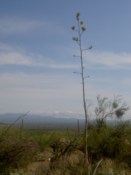 Yucca