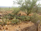 In the cactus garden