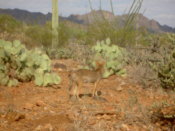 Coyote