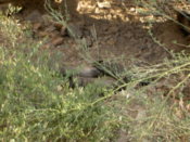 Javelinas
