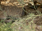 Javelinas