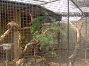 A parrot