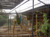 A couple of parrots