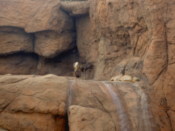 Big Horn Sheep