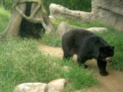 Spectacled Bear