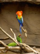 Macaw