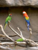 Macaw, looking at the camera this time
