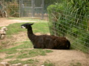 A llama. It smelt. Bad.