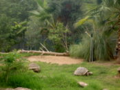Capybara