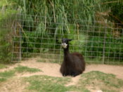 Mugshot of the llama. It still smelt bad.