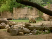 Tapir