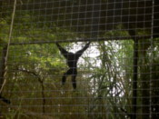 Gibbon rule!