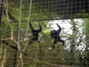 A pair of Gibbon doing gymnastics