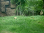 Lions hiding in the grass