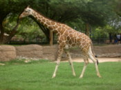 A giraffe