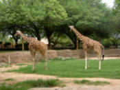 The two giraffe