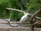 Cockatoo