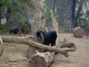 A mandrill up close