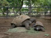 One aldrabra tortoise gives another a pat on the back