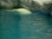 Polar bear swimming...