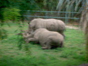 White rhino