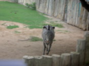 Annoyed zebra running towards me...it hated the rain