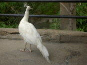 An escaped peacock