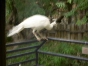 An escaping peacock