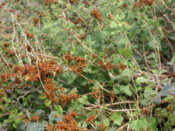 An awful lot of ladybirds