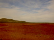 Very red field