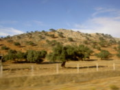Hill of trees