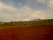 Another very red field