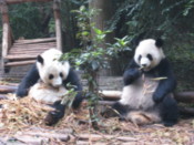 Giant Panda cubs eating bamboo