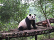 Sub-adult panda