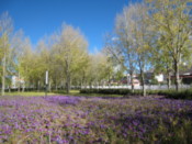 Park