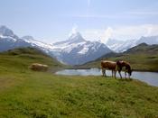 Cows graze in front of one part of the lake